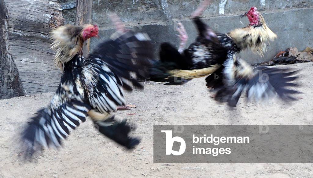 Myanmar - Burma: Ngapali, village on the Indian Ocean. Rakhine State. Gulf of Bengal. Cockfighting
