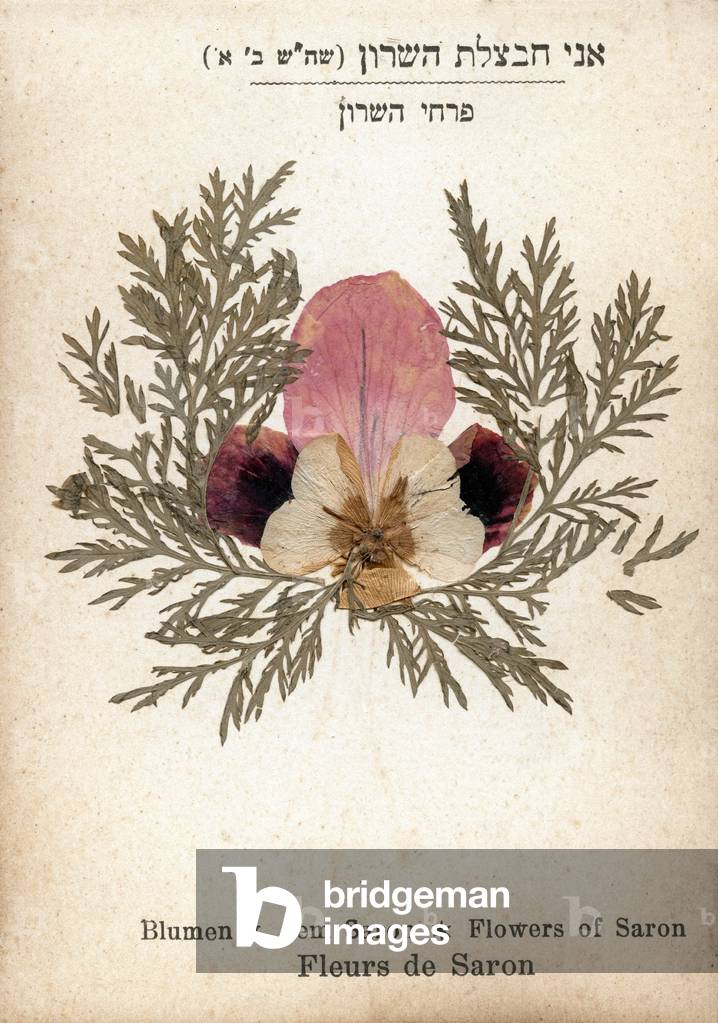 Flowers of Saron from the Herbarium,” Flowers of the Holy Land - Jerusalem””. c. 1900.