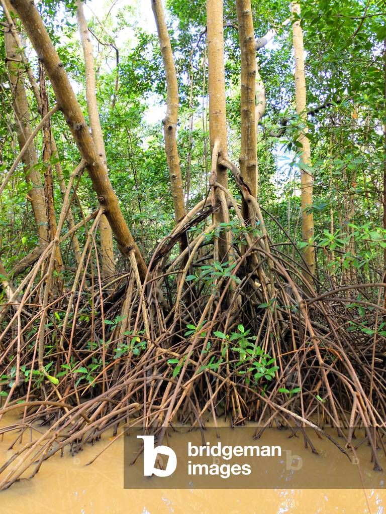Trois Ilets, Mangrove de Vatable, paletuviers - Martinique, island of the French Antilles