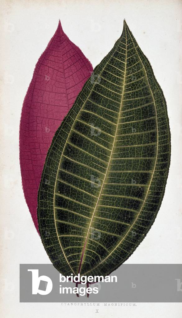 Leaf of Cyanophyllum Magnificum. Botanical board in “” Plants with colorful foliage.