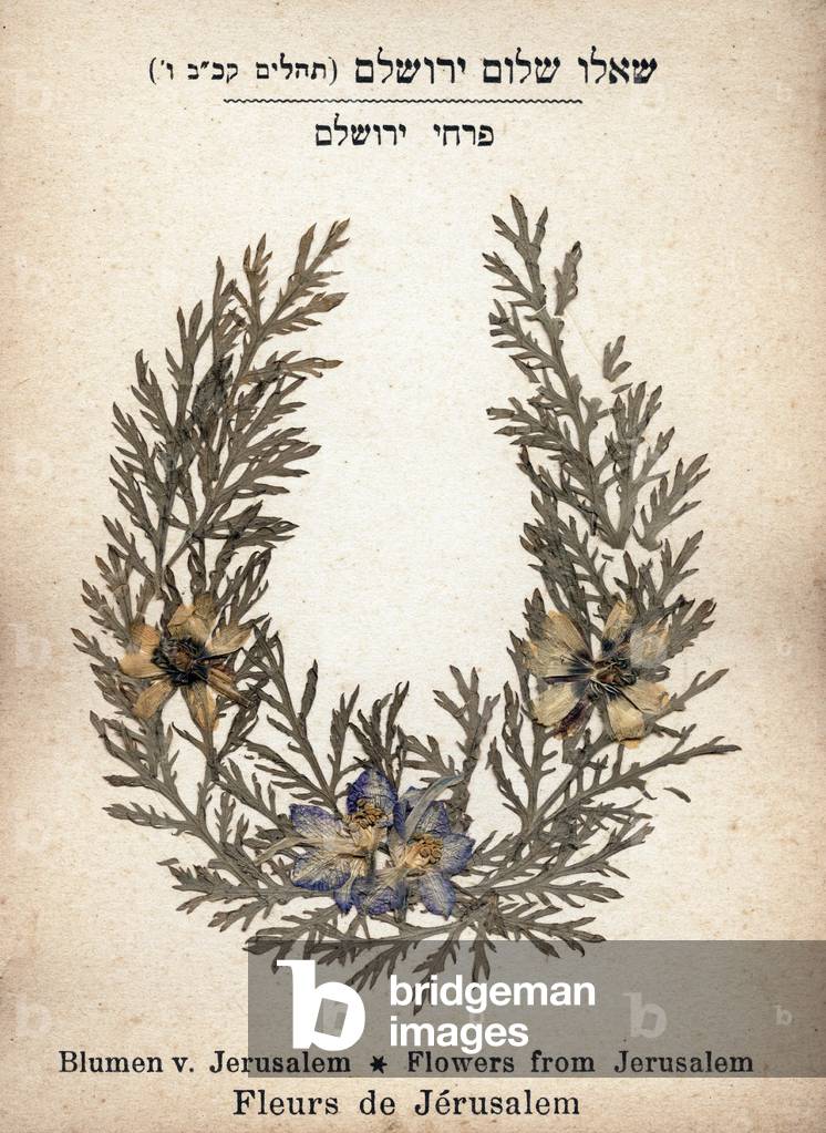 Flowers of Jerusalem from the Herbarium,” Flowers of the Holy Land - Jerusalem””. c. 1900.