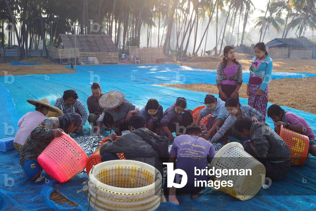 Myanmar - Burma: Ngapali, village on the Indian Ocean. Rakhine State. Gulf of Bengal. Fish sorting and drying