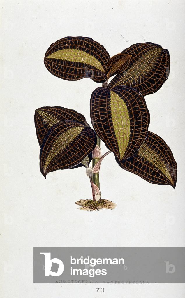 Leaf of Anoectochilus Xantophyllus. Botanical board in “” Plants with colorful foliage.