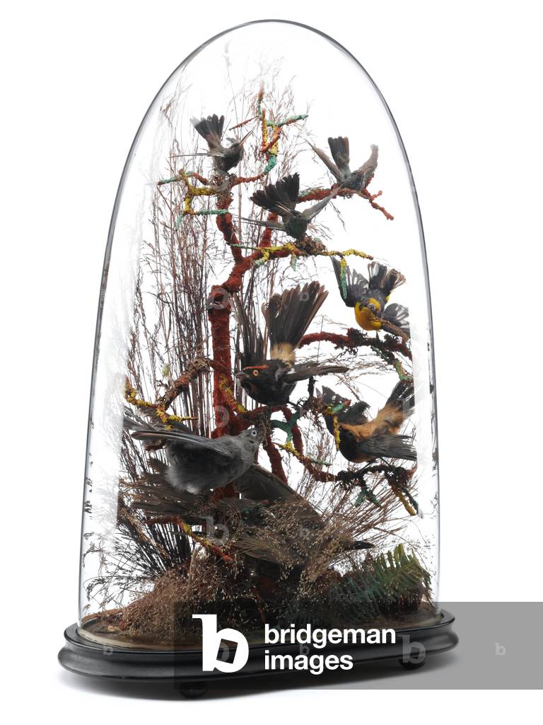 Ornament, 1837-1901 (taxidermy) 