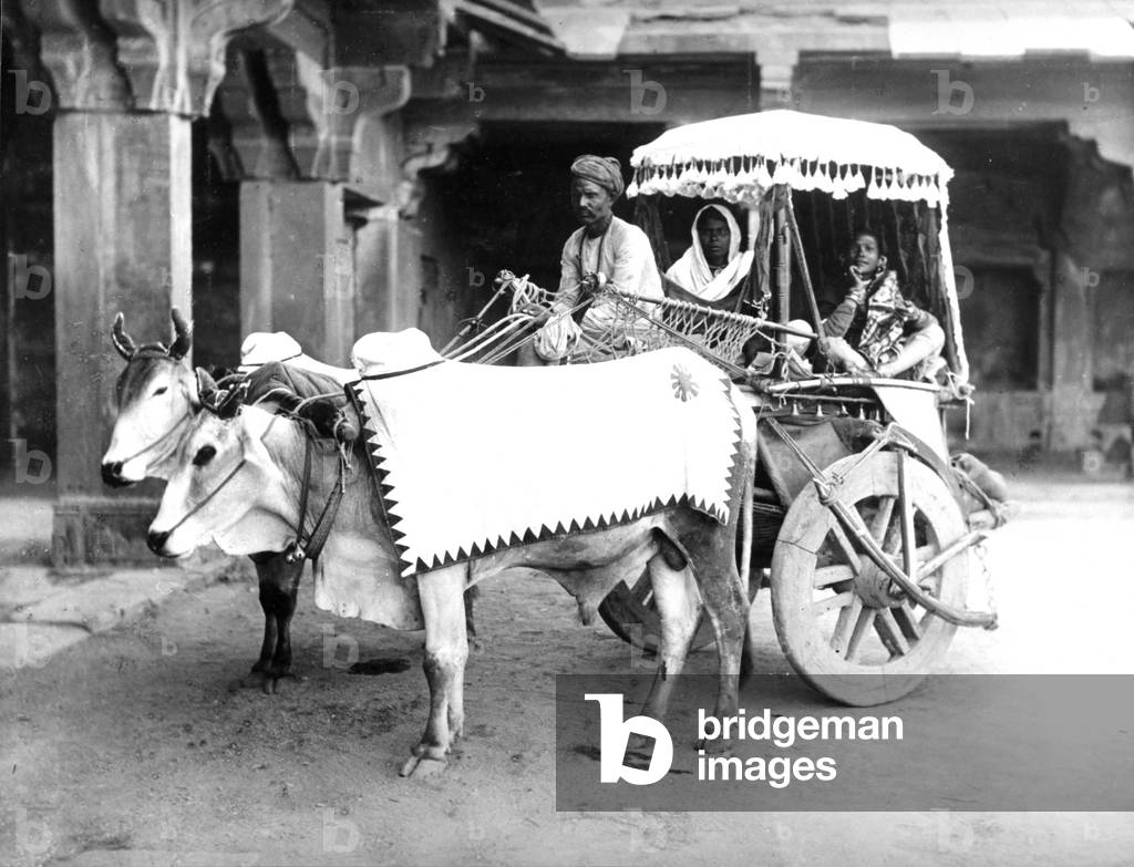 Ox-Drawn Cart, India, c.1907 (b/w photo)