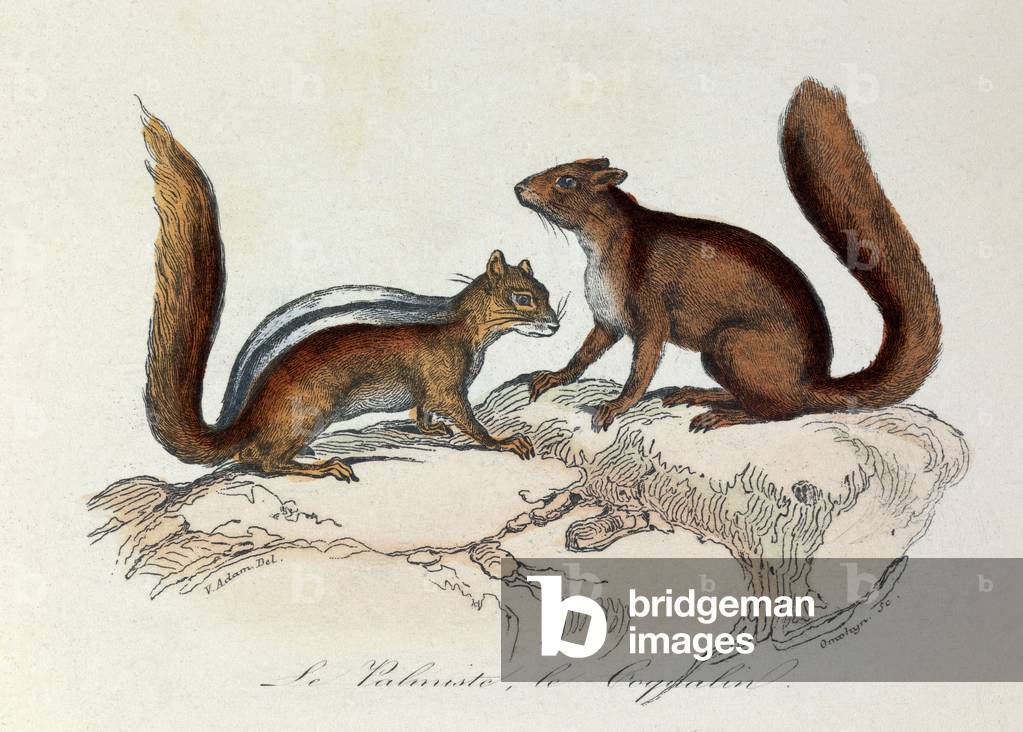 Illustration from the book 