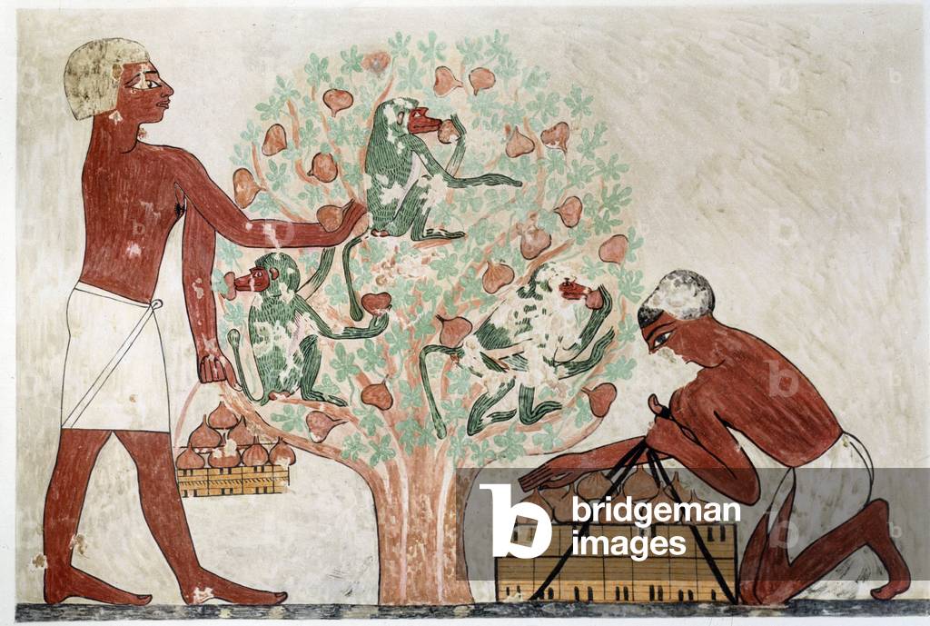 Art Egypt: picking figs. Simile College from the tomb of Beni Hasan (11th and 12th dynasty) (illustration)