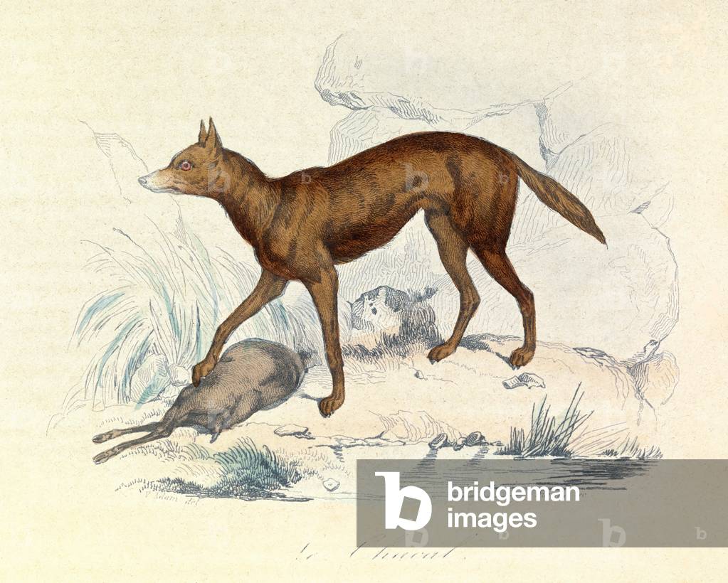 Illustration from the book 