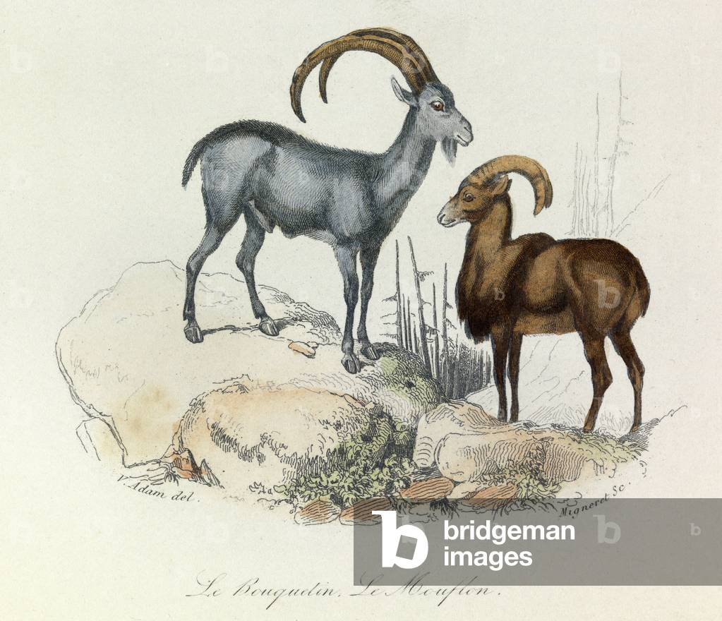 Illustration from the book 