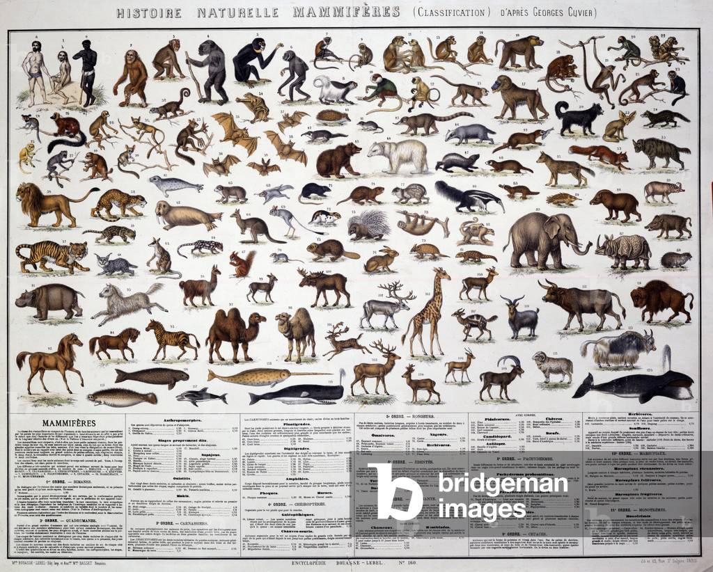 Zoology: classification of mammals according to the French biologist Georges Cuvier (1769-1832), 19th century (litho)