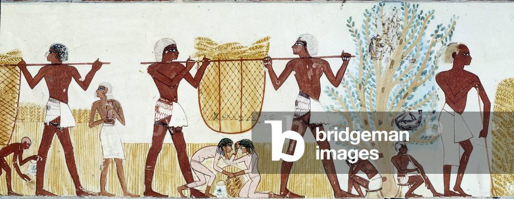 Art Egypt: the harvest. Fac simile from the tomb of menna (period of Thutmes IV) (illustration)