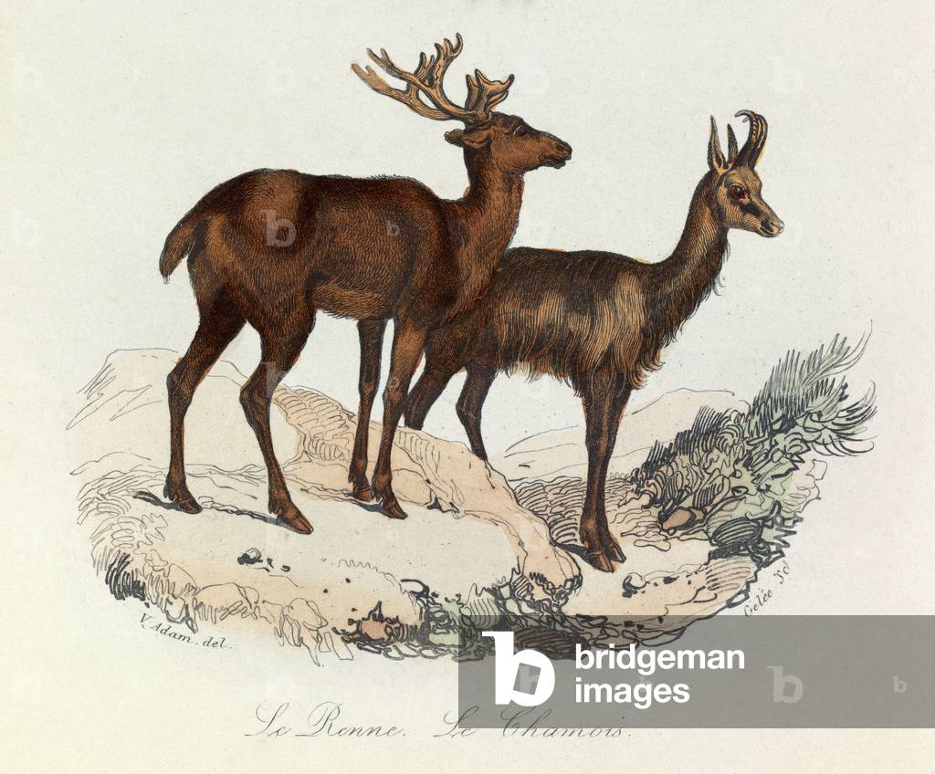 Illustration from the book 