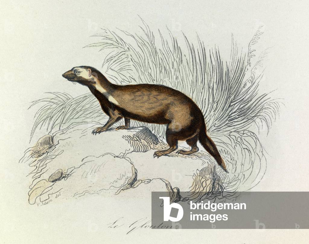 Illustration from the book 