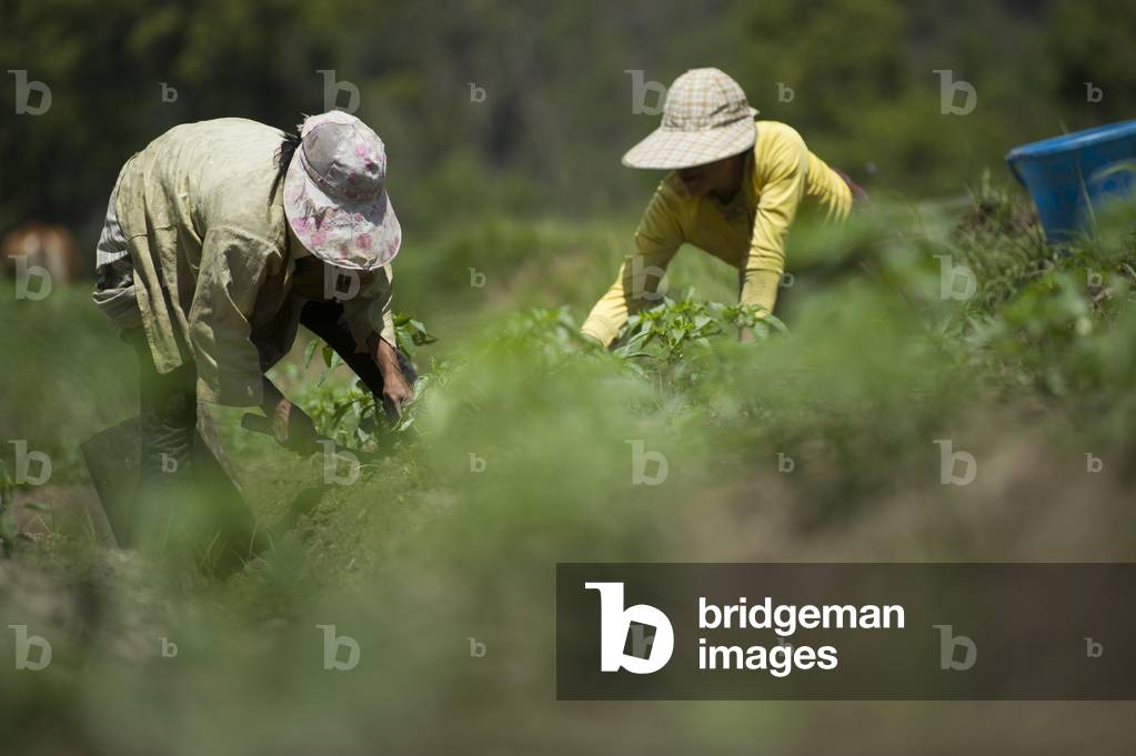 Farming in, Bhutan (b/w photo)