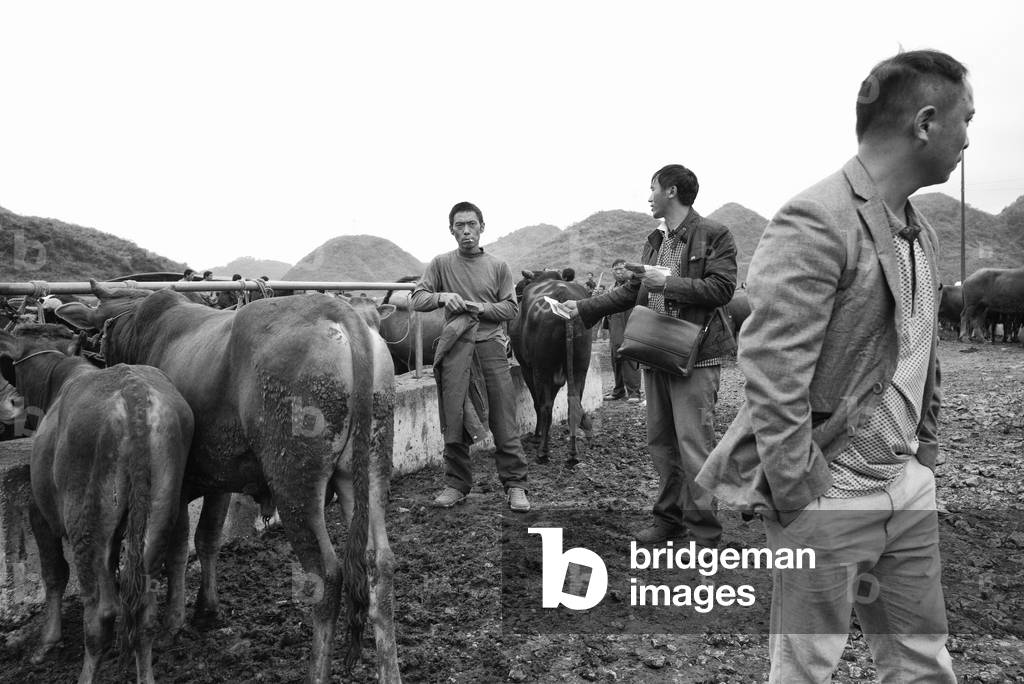 Cattle market, on the road from Yibin, China (b/w photo)