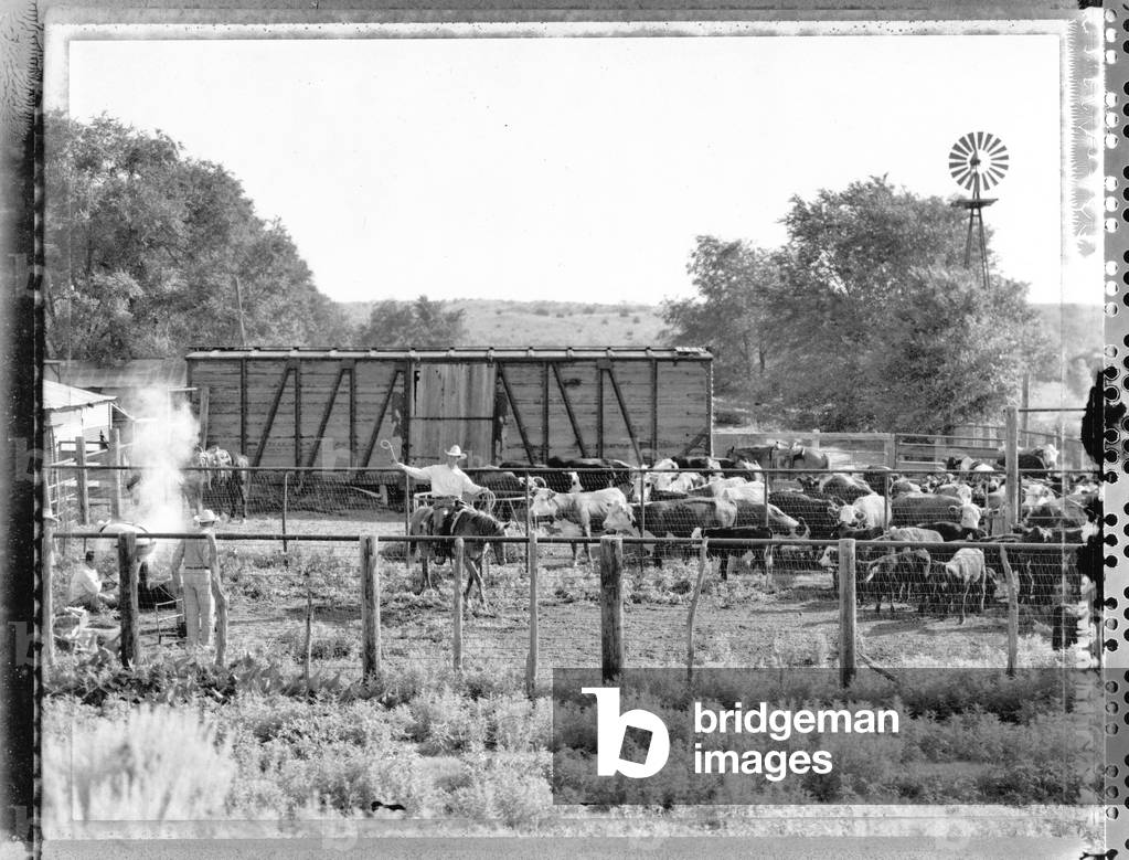 Branding at Oaks Creek ranch. Texas, USA, 2000 (b/w photo)