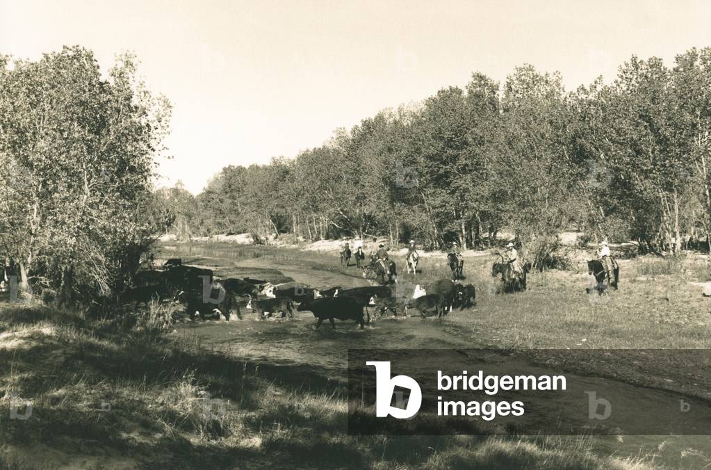 Driving cattle across the Cimarron river, Oklahoma, USA (b/w photo)