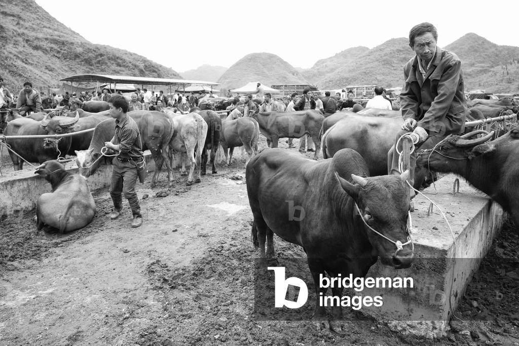 Cattle market, on the road from Yibin, China (b/w photo)