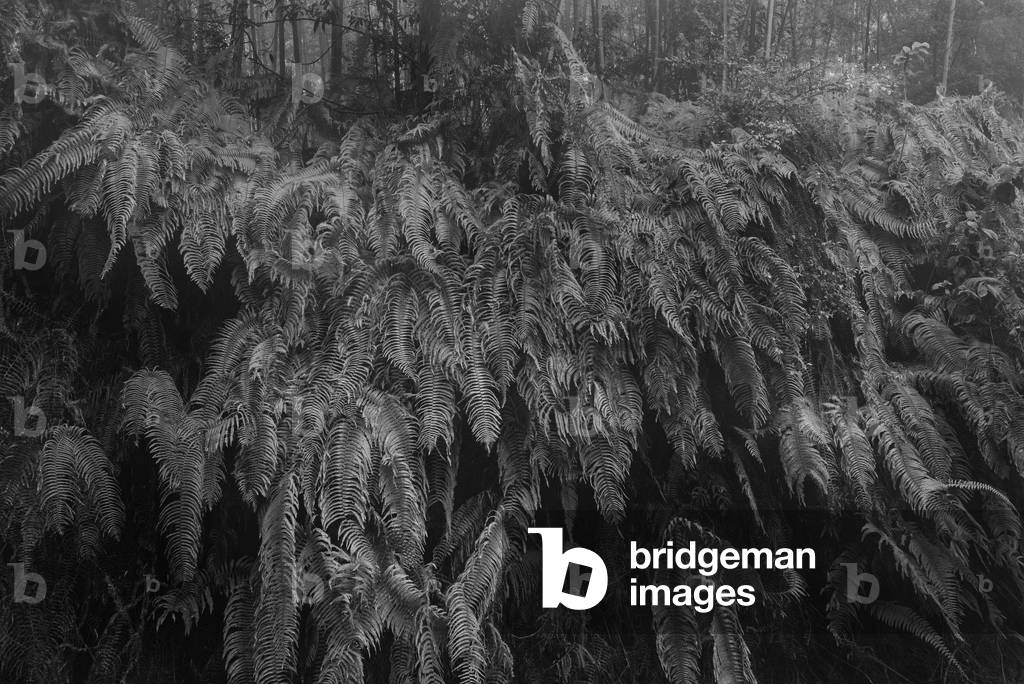 Bamboo forest, China. (b/w photo)