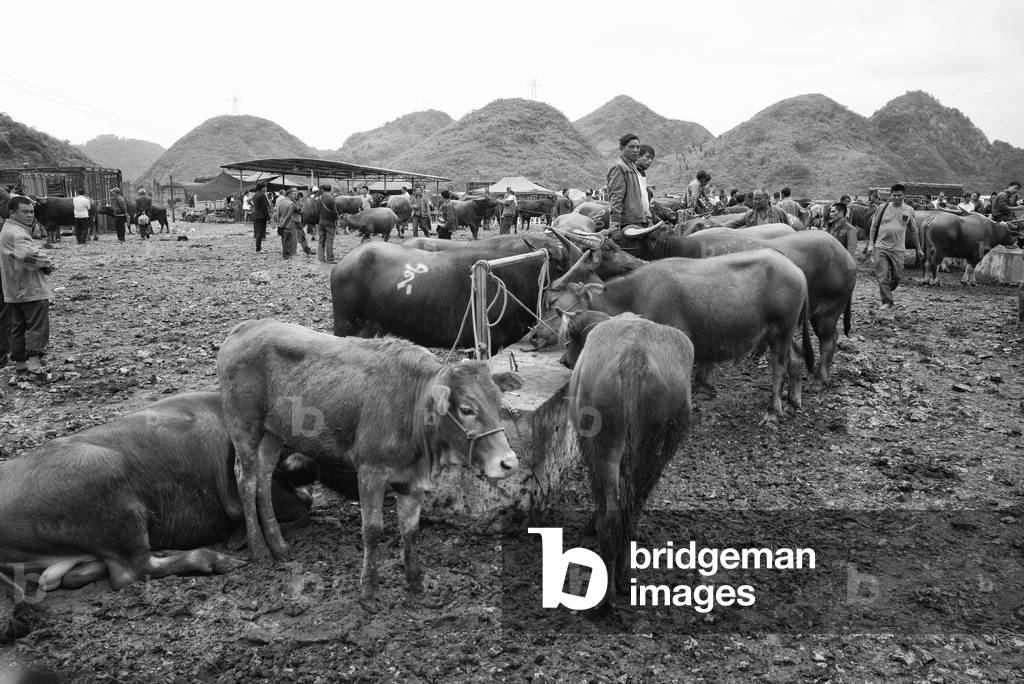 Cattle market, on the road from Yibin, China (b/w photo)
