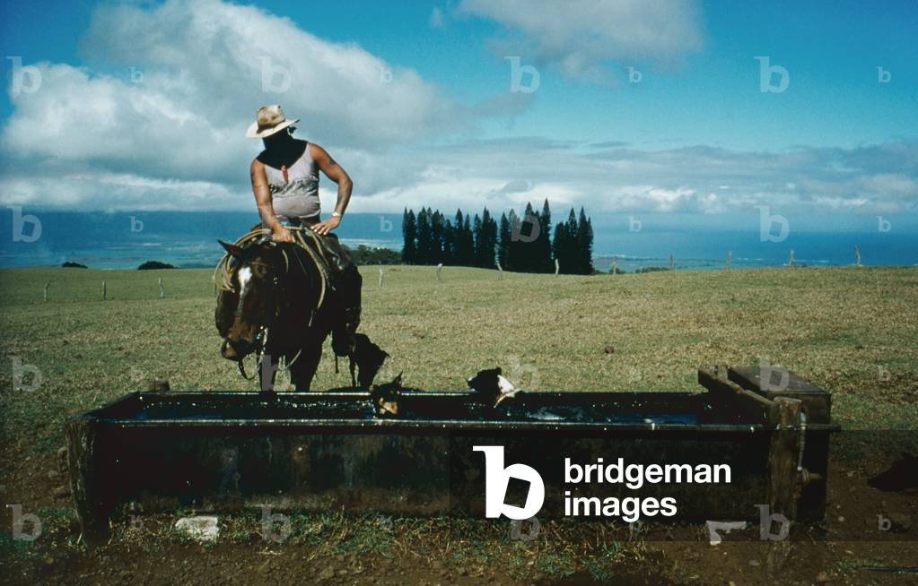 Glen Souza, Haleakala Ranch, Hawaii (photo)