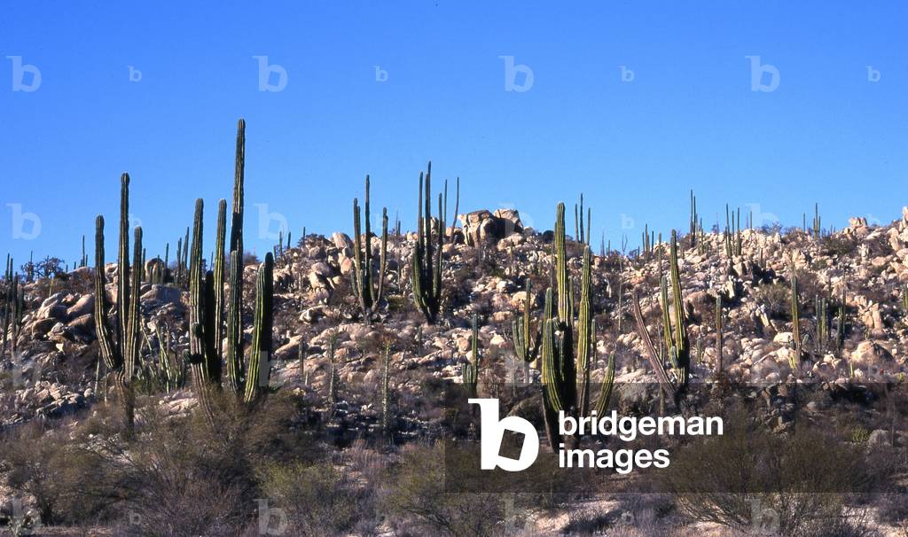 Granite rocks and tall cactus (saguaro), Catavina Sierra, Baja California Peninsula, Mexico (photo)