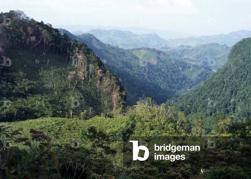 Corn fields (Milpa) and forest, Chiapas state, Mexico (photo)