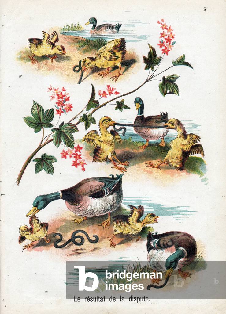The result of the dispute: ducklings fighting over an earthworm, which is ultimately stolen by a duck, 1895 (engraving)