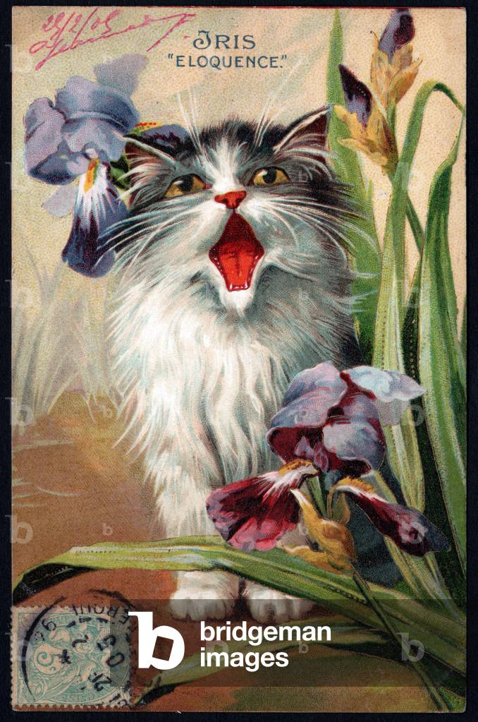 Iris. Eloquence: cat meowing among iris flowers. Symbolic meaning of flowers. Postcard.