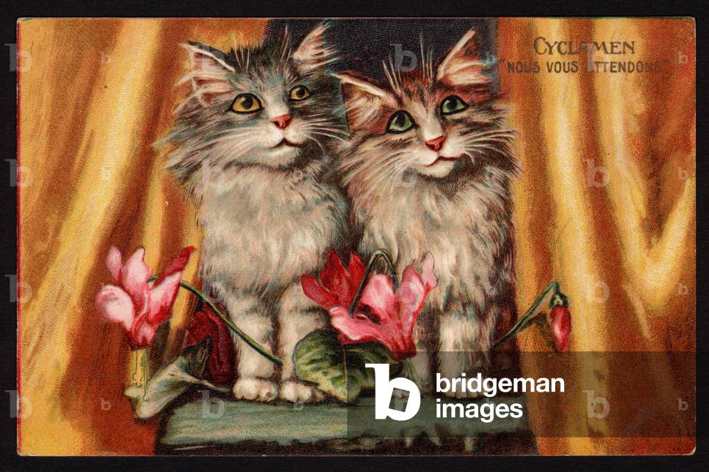 Cyclamen. We're waiting for you. Cat and flowers. Symbolic meaning of flowers. Postcard.  Early 20th century.