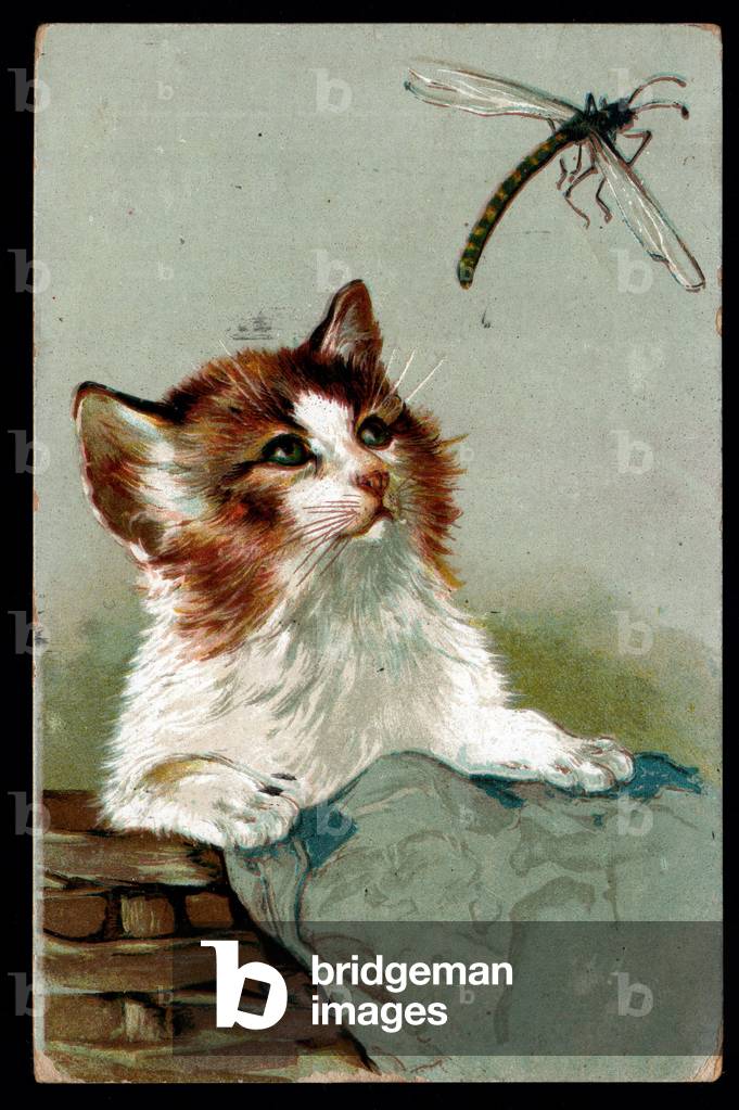 Cat and dragonfly. Postcard.