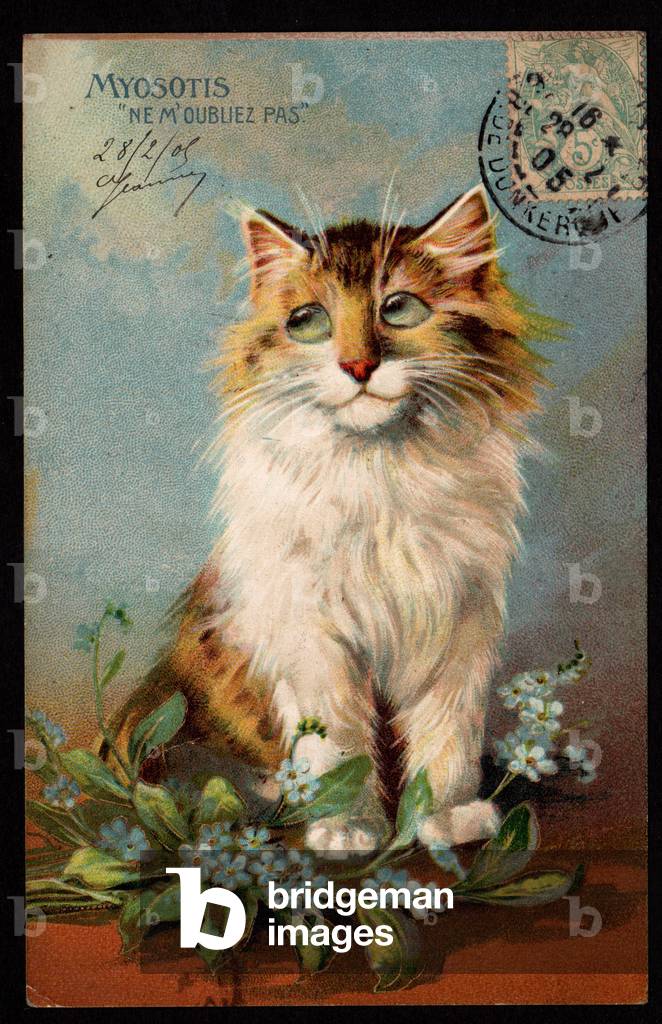 Forget-me-not. Don't forget me. Cat with forget-me-not flowers. Symbolic meaning of flowers. Postcard. (chromo)