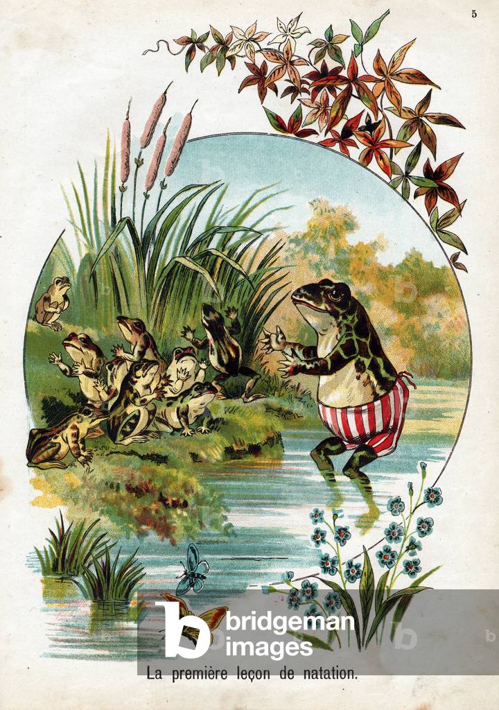Swimming lesson for frogs, 1895 (engraving)