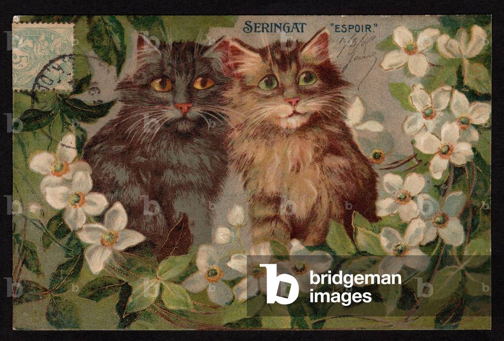 Syringat. Hope. Cats in flowers. Symbolic meaning of flowers. (chromo)