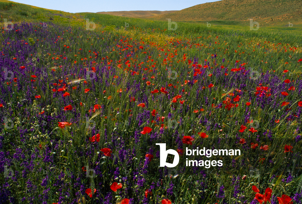 Wildflowers including poppies bloom in a field near the Ziz River. ZIZ RIVER VALLEY, MOROCCO., 1990s (photo)