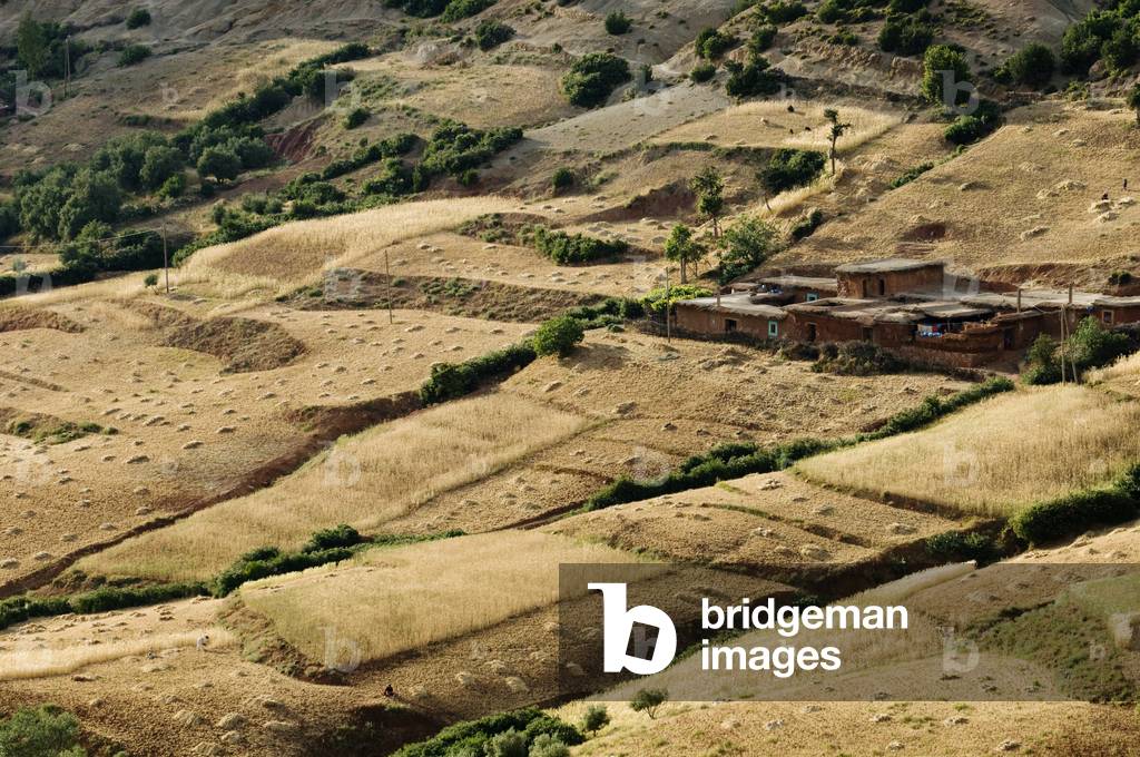 Terraced fields, High Atlas Mountains, Morocco (photo)