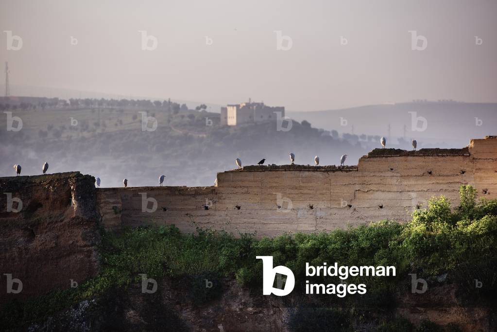 Cattle Egrets perched on old city walls, Fes Morocco (photo)