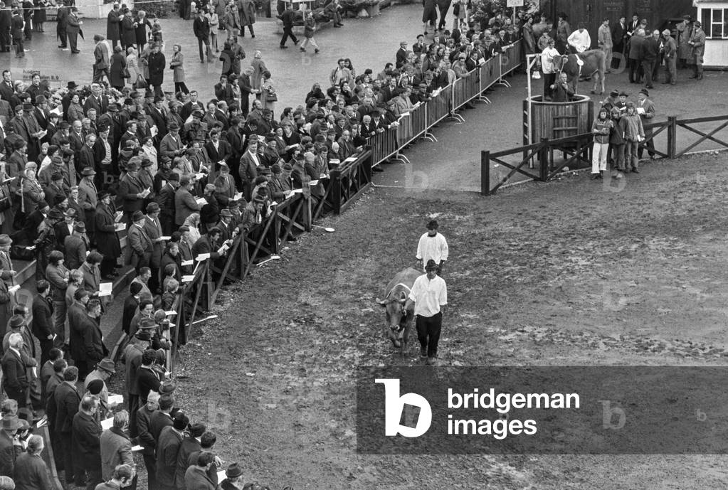 At the brown cattle auction at the 31st Olma 1973 in St. Gallen, traditional cows from the mountain regions are auctioned off, recorded on 18 October 1973 (b/w photo)