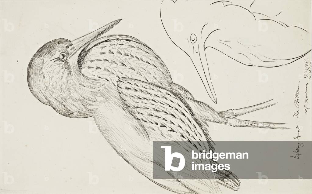 Sheet of studies (The Bittern), 1908-9 (drawing)
