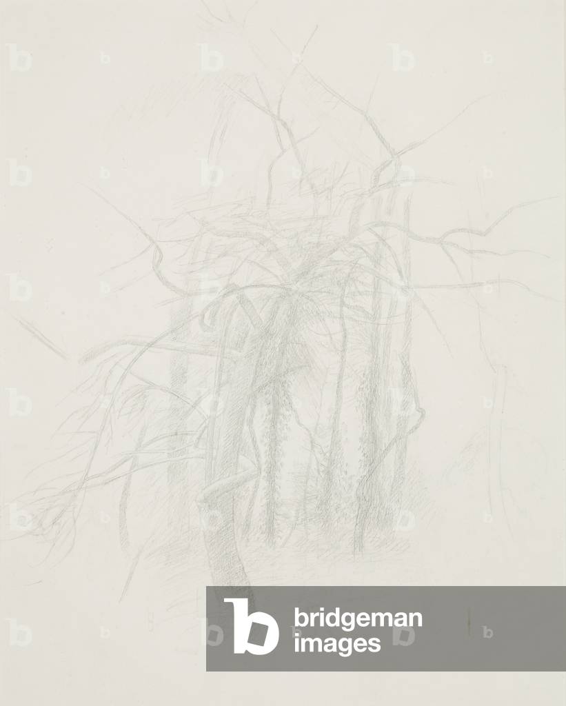 Trees, 1970 (circa) (drawing)
