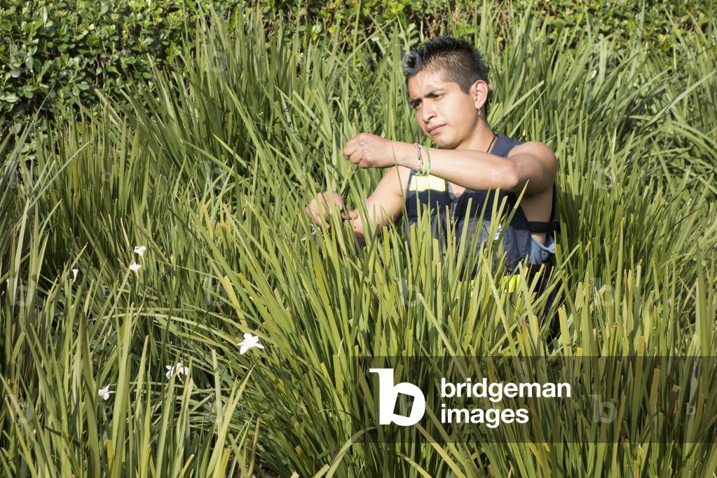 Gardener in Mexico City, 2014