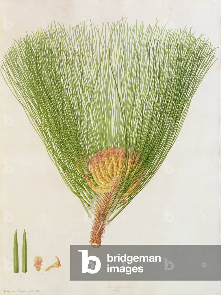 Pinus palustris, 1801, aus einem gebundenen Aquarellband für Alymer Bourke Lambert, „Eine Beschreibung der Gat