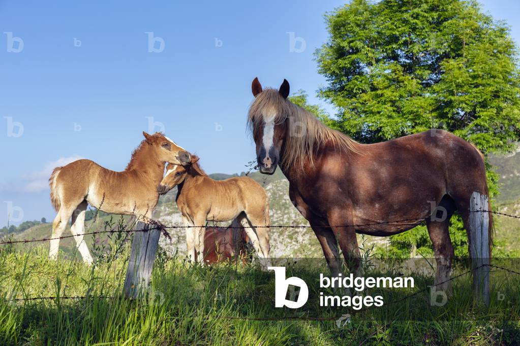 Mare and her foals in field, Asturias, Spain (photo)