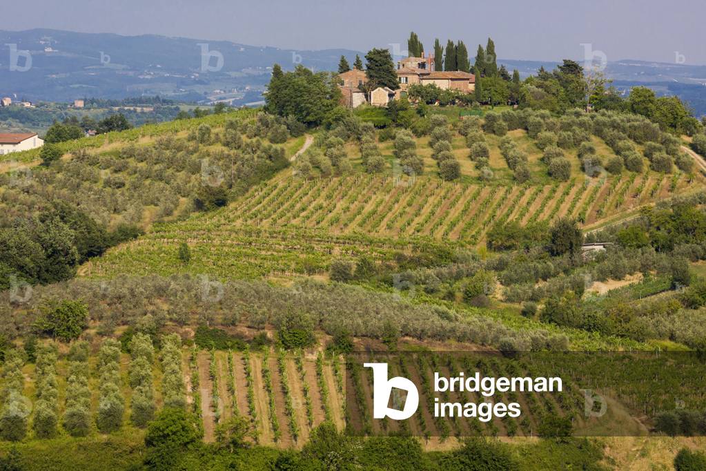 Vineyards, Tuscany, Italy (photo)