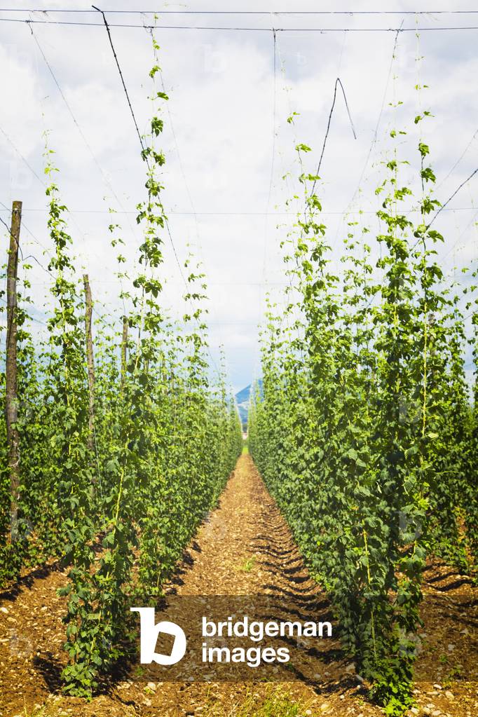Hop plants growing in a hop field, Humulus lupulus, near Celje, Styria, Slovenia (photo)