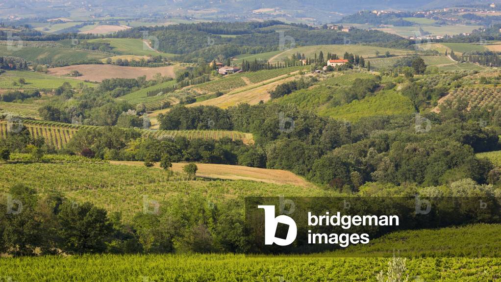Vineyards, Tuscany, Italy (photo)