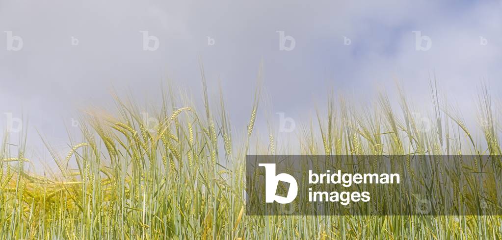 Ripening grain, 2019 (photo)