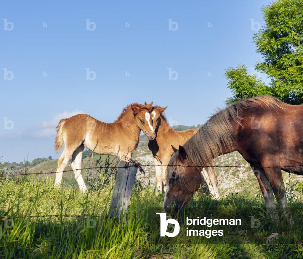 Mare and her foals in field, Asturias, Spain (photo)