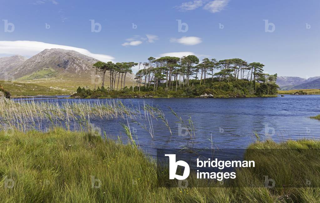 Pines Island in Derryclare Lough, Connemara, County Galway, Republic of Ireland, Eire (photo)