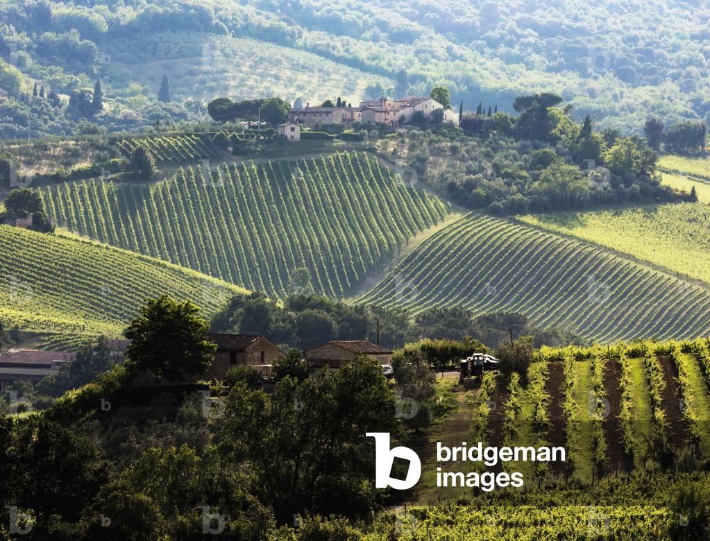 Vineyards, Tuscany, Italy (photo)